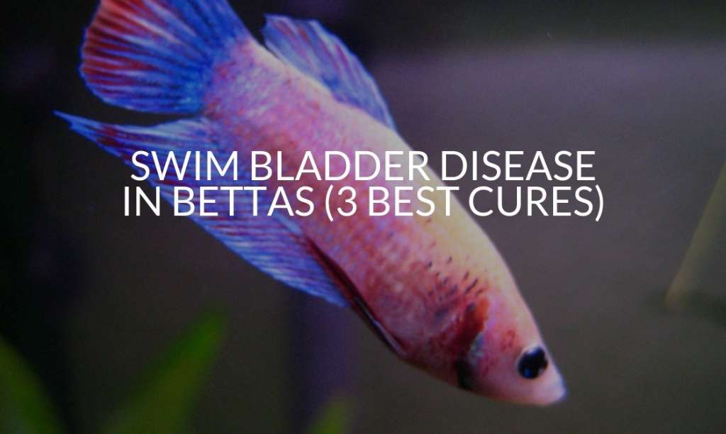 Swim Bladder Disease in Betta Fish Best Cure 1643016694 1024x612 - Swim Bladder Disease in Betta Fish: Best Cure
